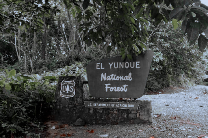 Bosque Nacional El Yunque